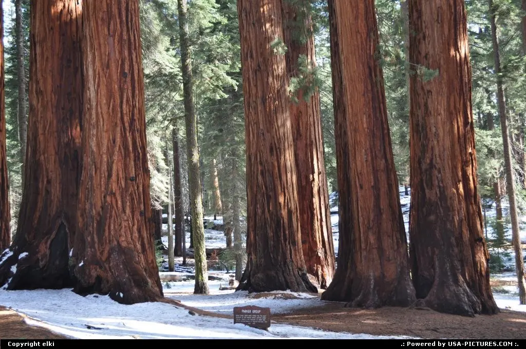 sequoia national park, parker group
