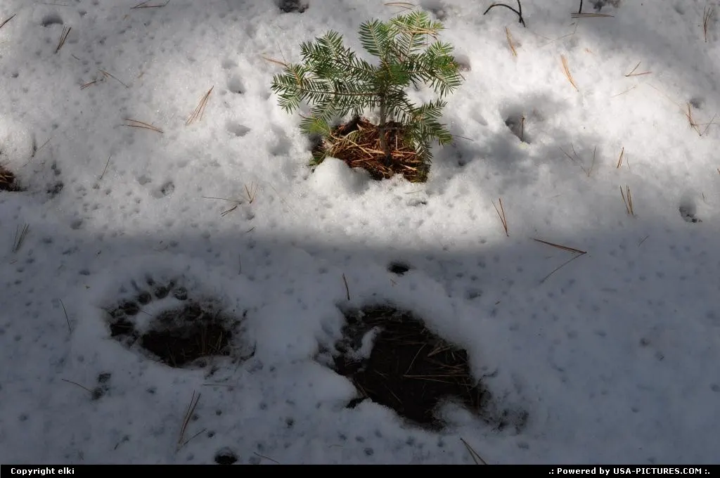 bear foot print, on the bears hill trail. sequoia national park