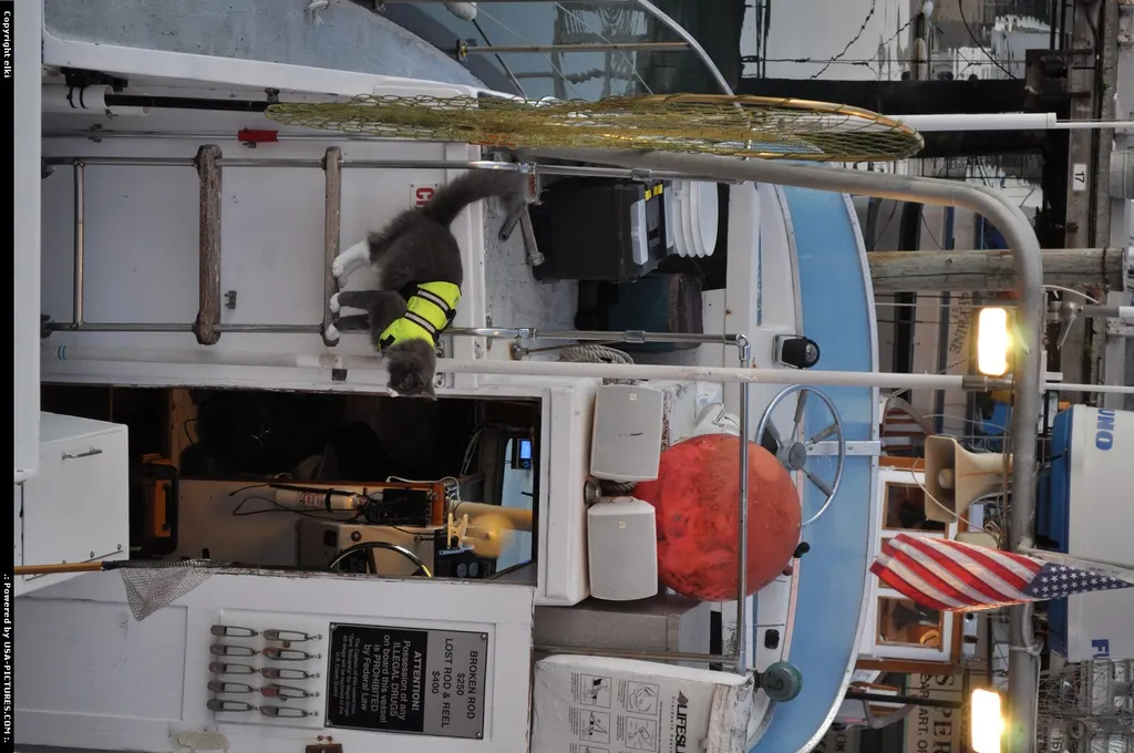 captain, on a fisher's boat ? The Cat dream !!