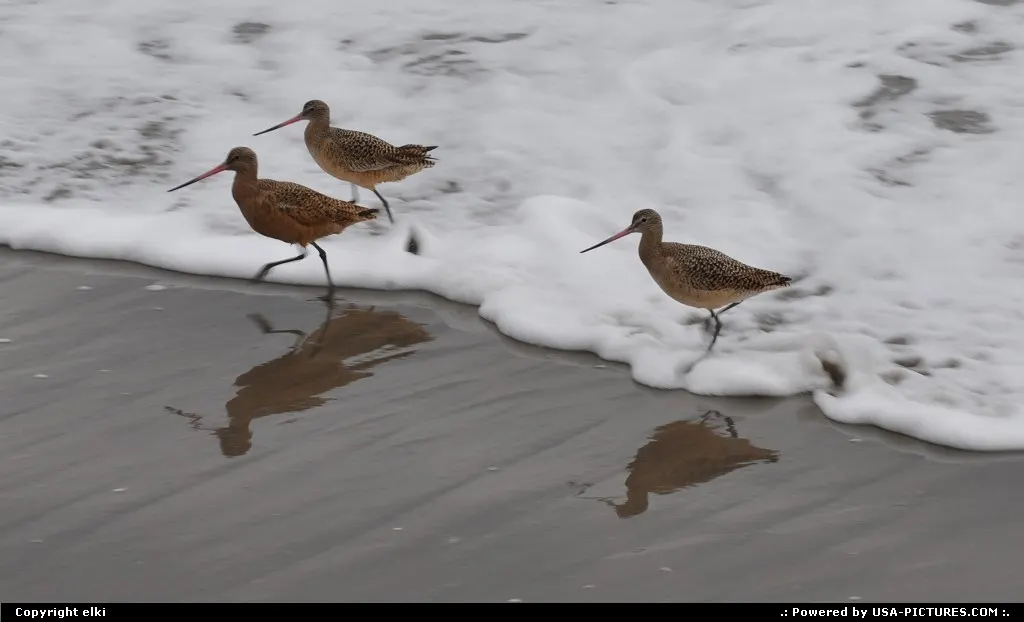 bar-tailed godwit at stinson beach north california
