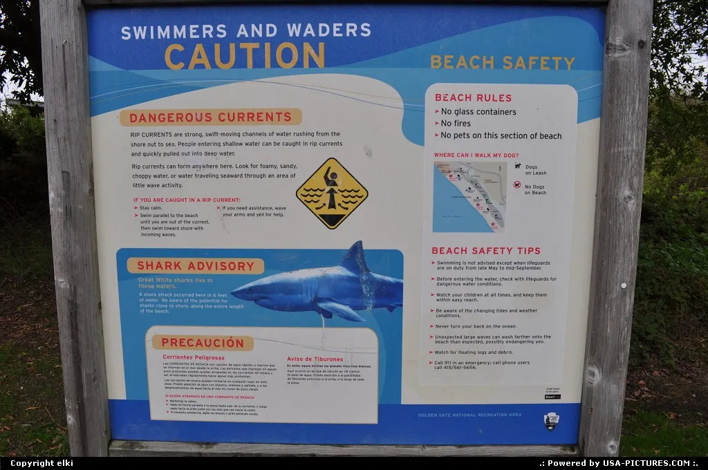 stinson beach, california, sharks, cary wild life around here