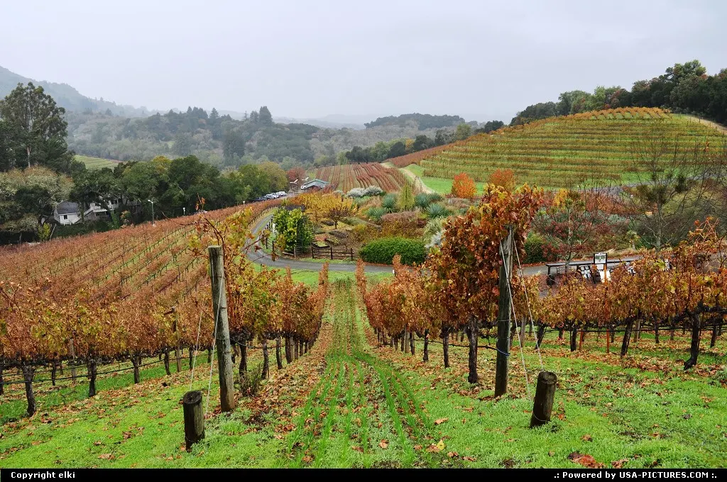 vineyard benziger winery, glen allen
