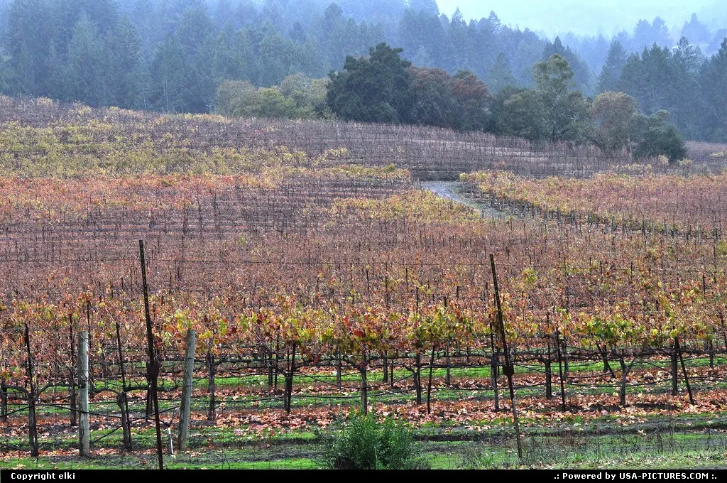 Vineyard at Jack London state park