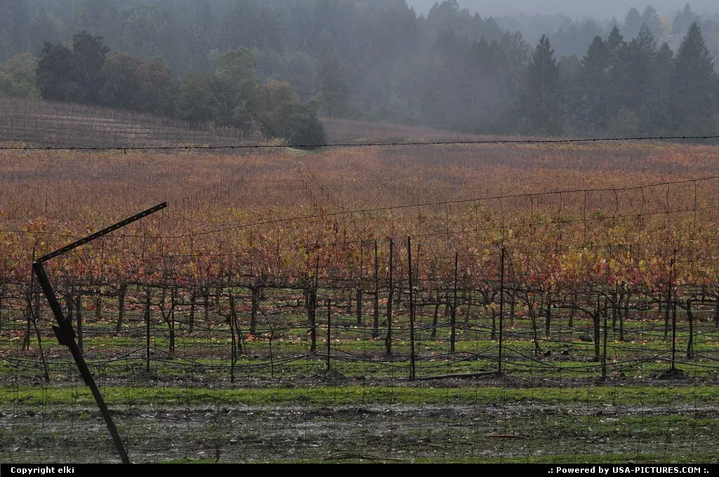vineyard at Jack London state park