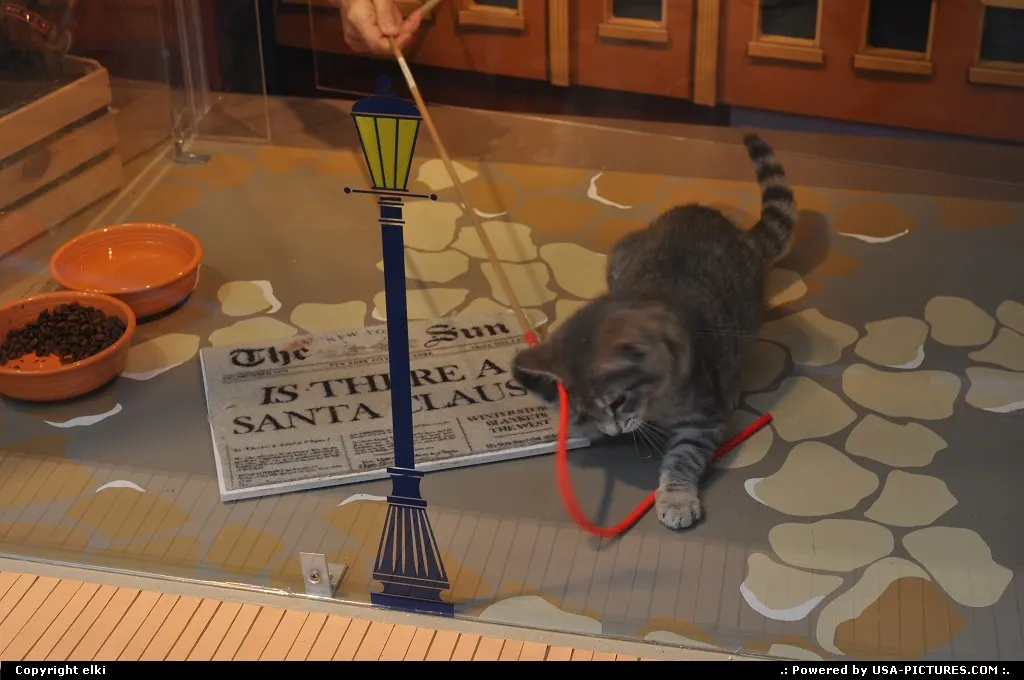SFSPCA featuring kitten at macy's shop-windows, visit the sfspca.org to watch live stre...