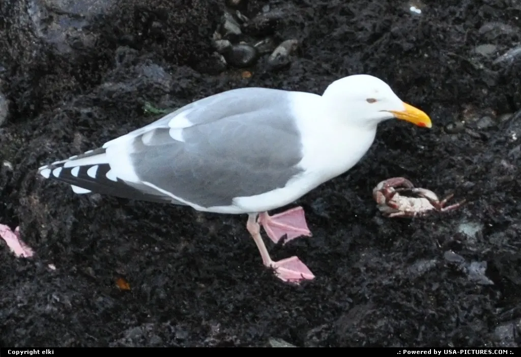 Seagull enjoying its caught, fresh crab, fishermanswharf !!!