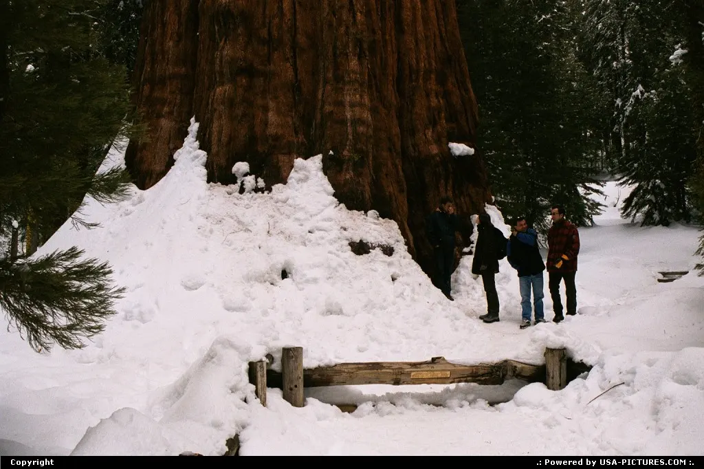 Just to put size in perspective ... This sequoia is one piece of a kind!