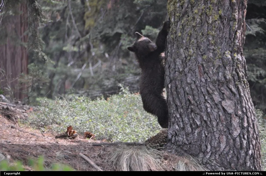 bear cub sequoia national park