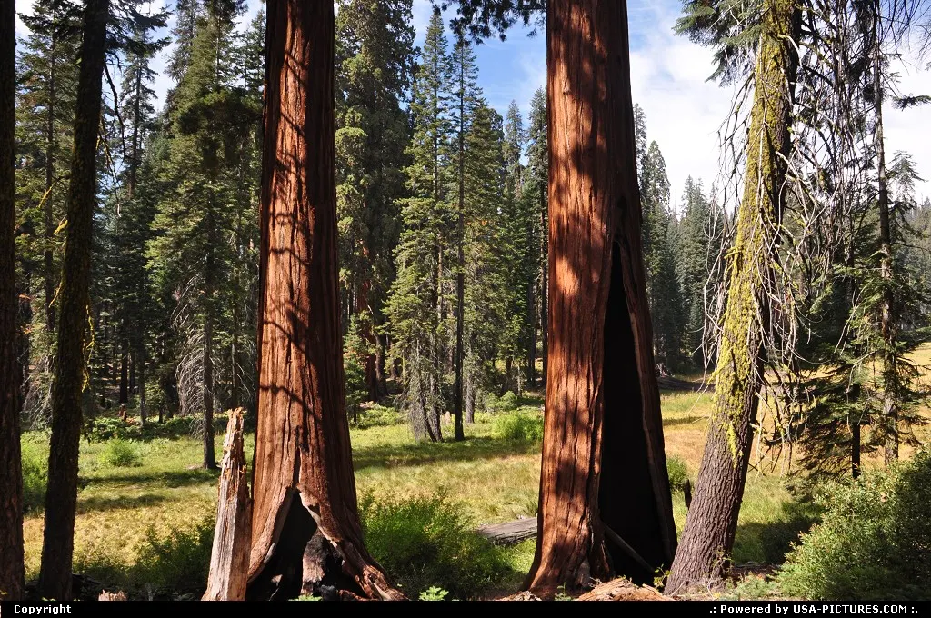 Sequoia trees at crescent meadow. Wonderful hike