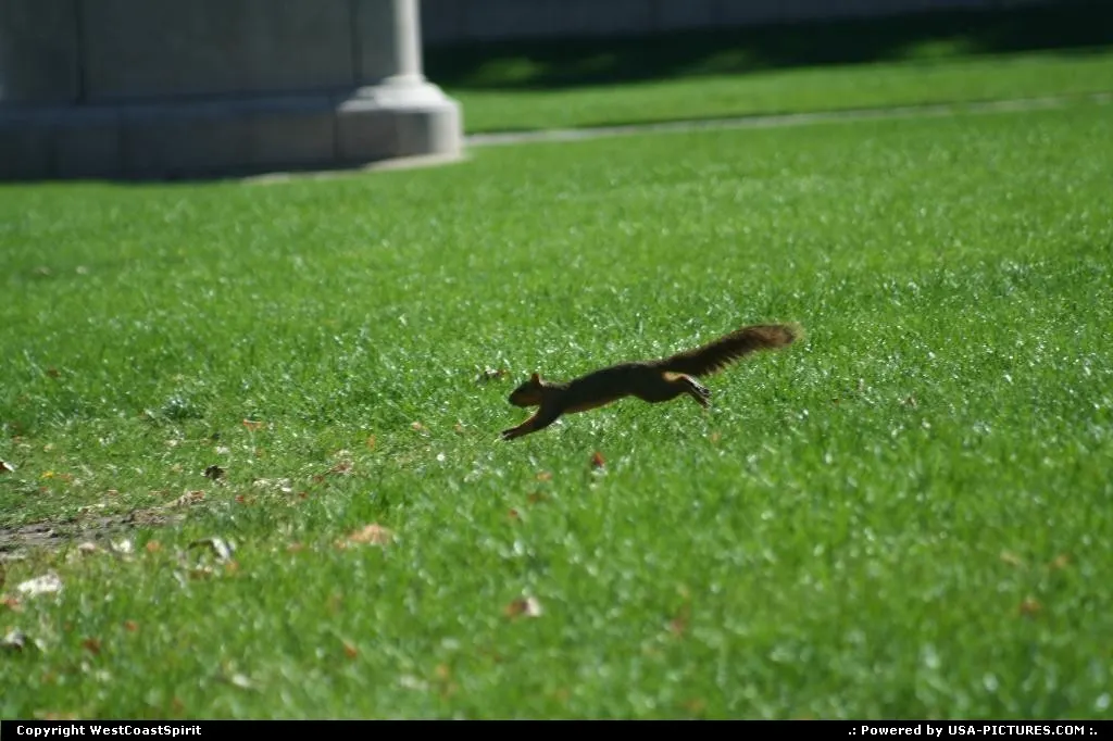 An athletic squirrel performing here in downtown Denver, at the mall between City Hall...