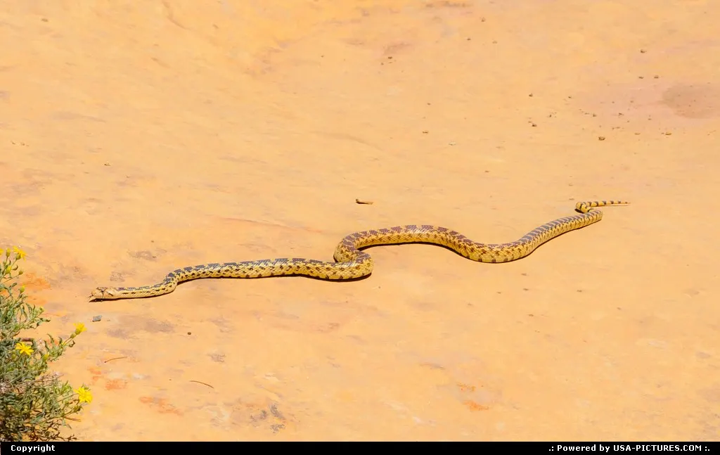 bullsnake ? viewed at mesa verde national park