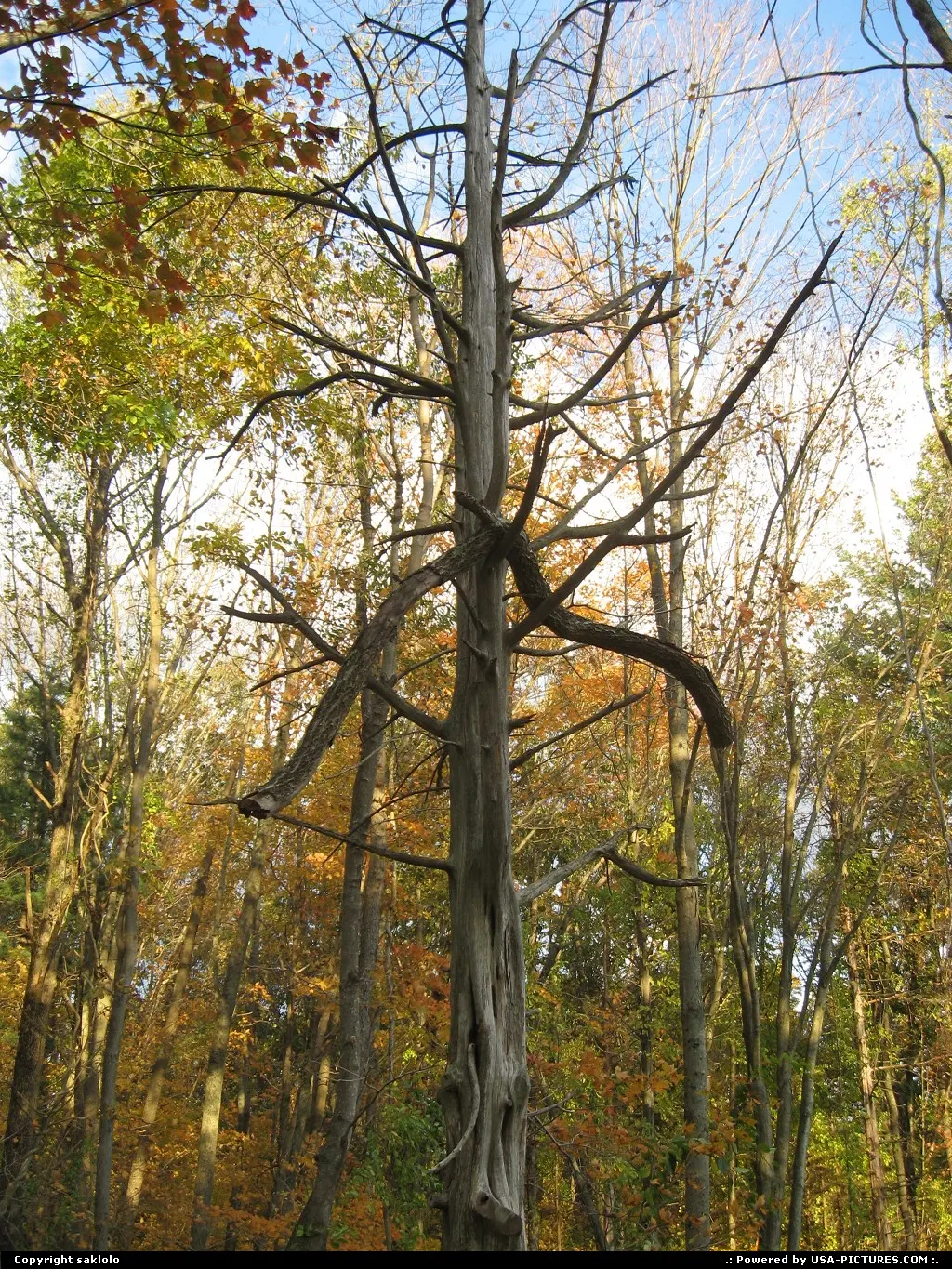 Not in a City Connecticut Spider tree