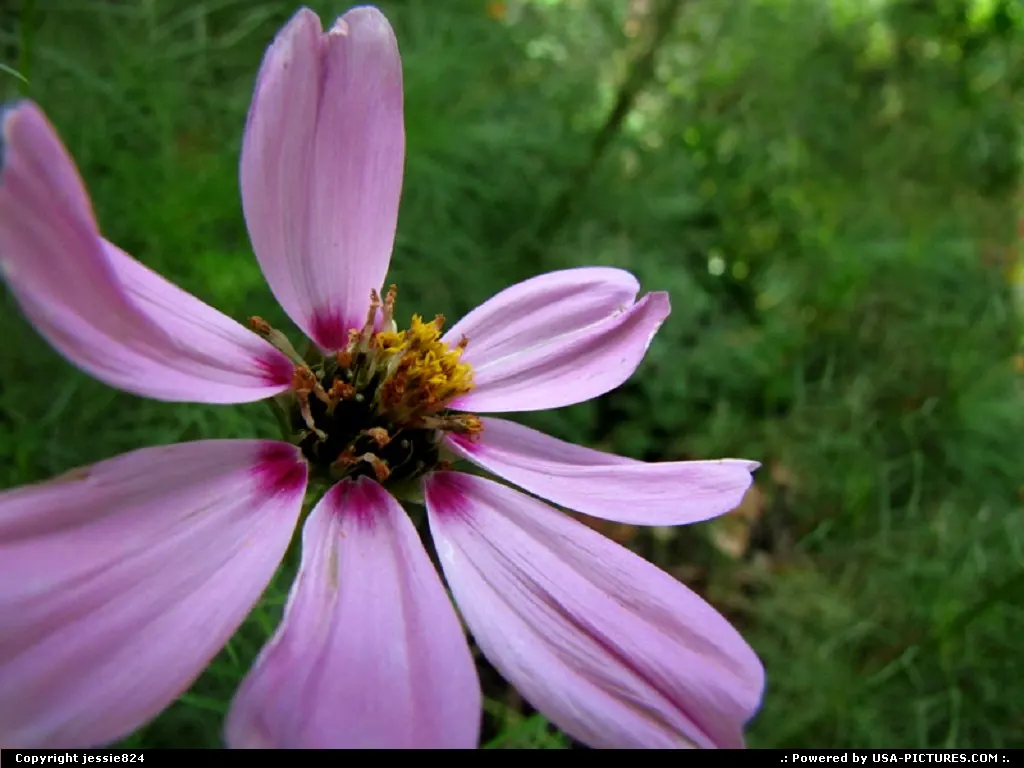 Flower in the Shaw Community Garden, Washington DC.