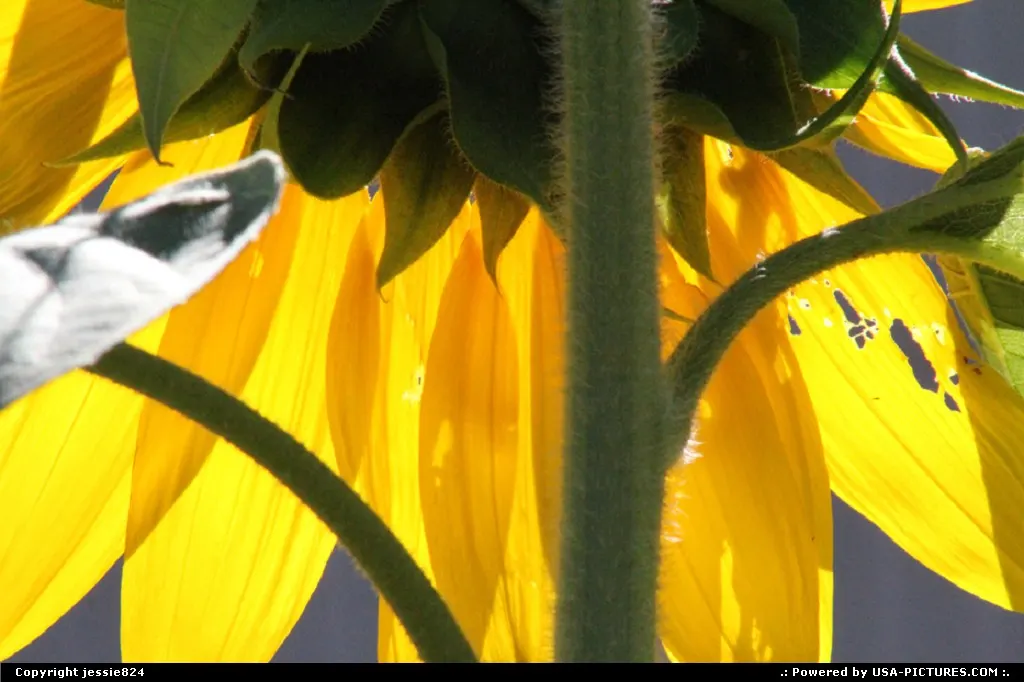 Sunflower in Shaw Community Garden On Marion Street