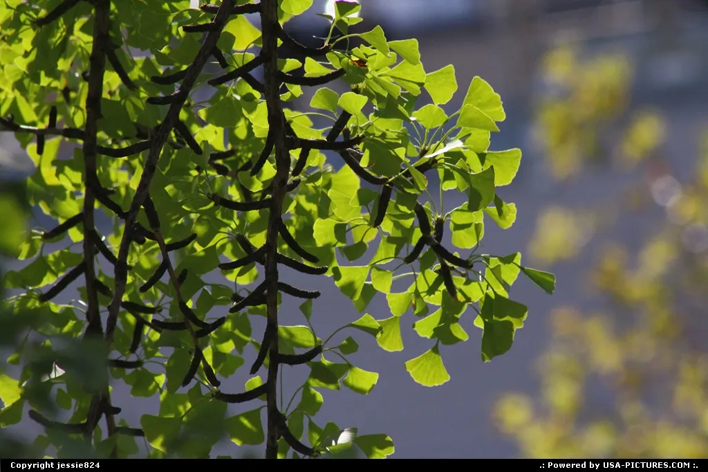 lit leaves