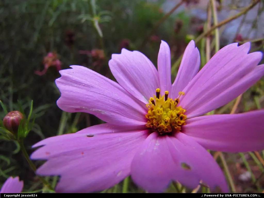 Flower in shaw community garden.