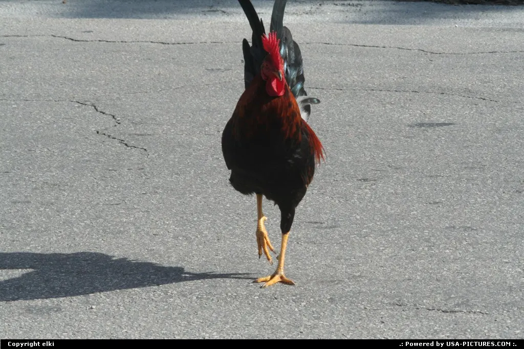 Rooster, chicken, a part of the city
