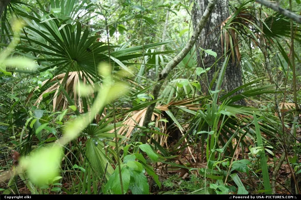 luxuriant vegetation in florida.