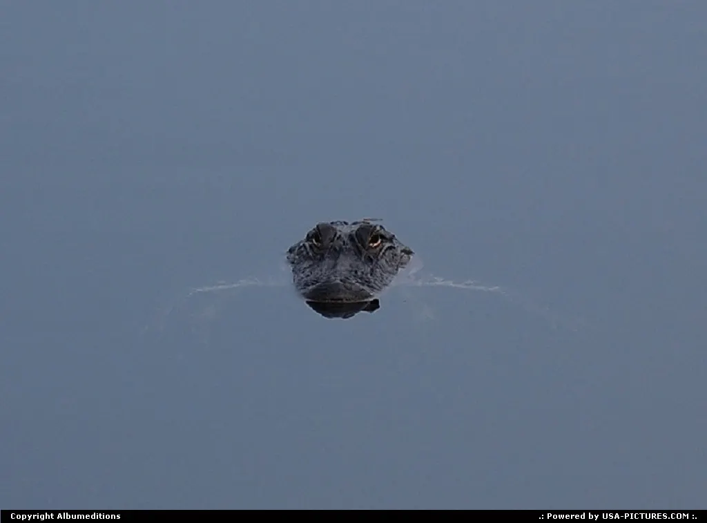 Alligator in Cooter Pond, Inverness, Florida. See also: www.album-editions.nl