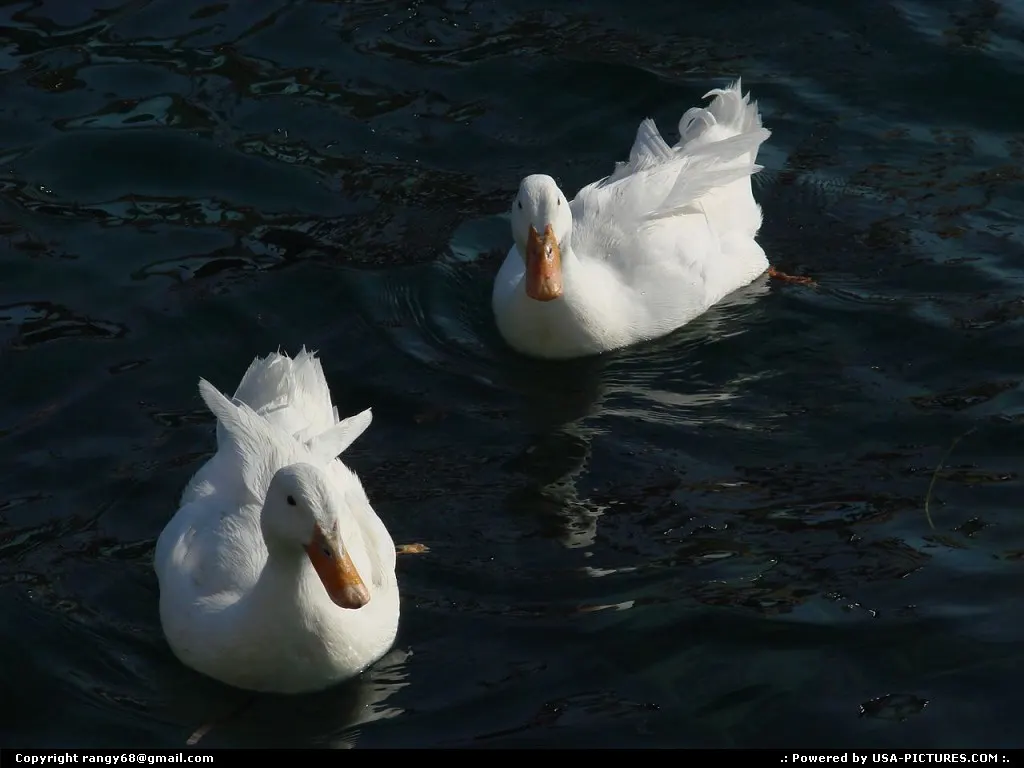 Swan Lake or Swans in a Lake?