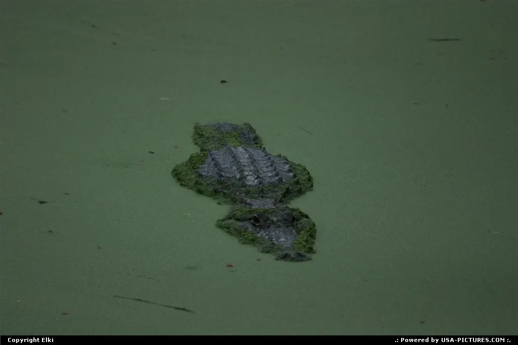 Gator at Everglades