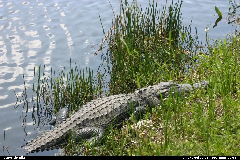 Gator at Everglades