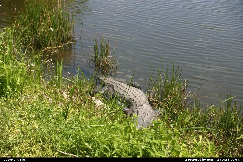 Everglades' favorite!
