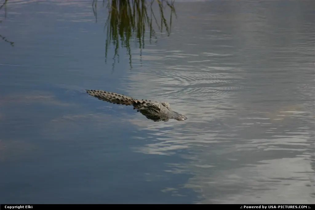 Gator's neighborhood enforcement zone