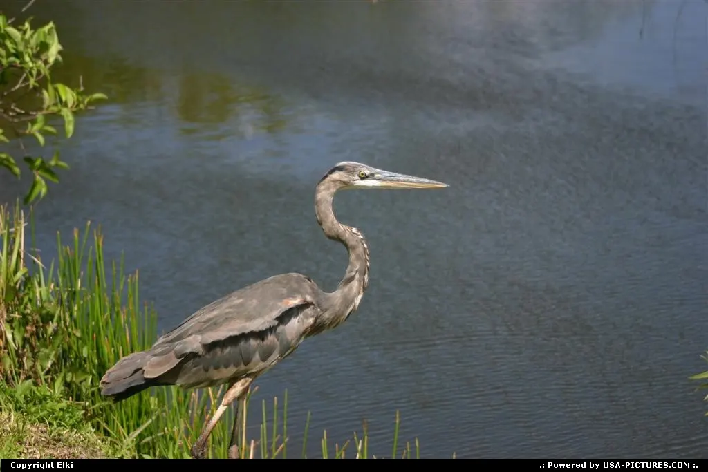 Wildlife, everywhere