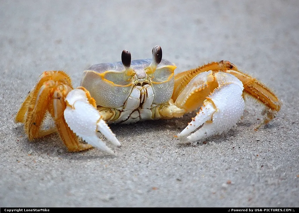 Crab at Fernandina Beach