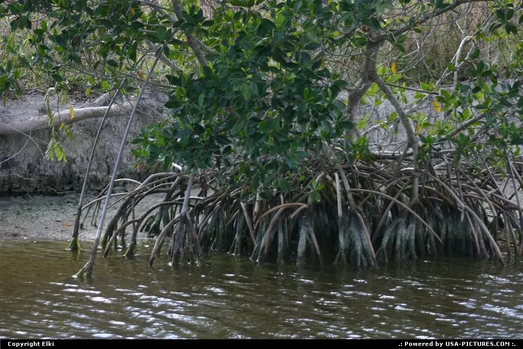 Mangrove tree