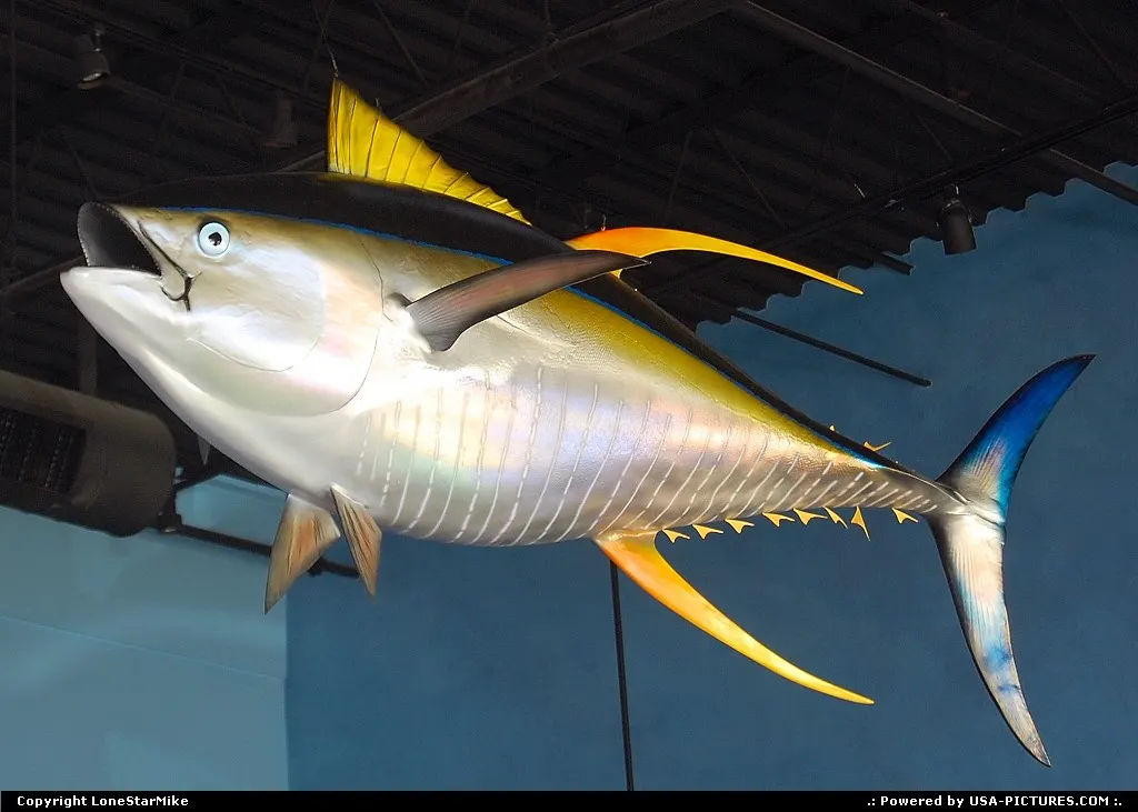 Fish decoration at Gene's Seafood Restaurant