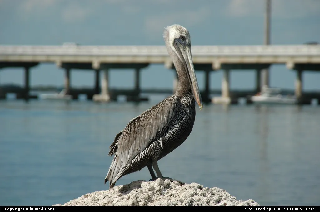 Pelican watching in the Florida Keys. For webgallery: www.caribbean-editions.nl