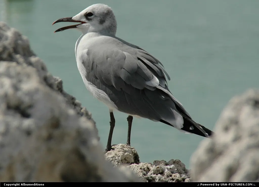Bird watching in the Florida Keys. For webgallery: www.caribbean-editions.nl