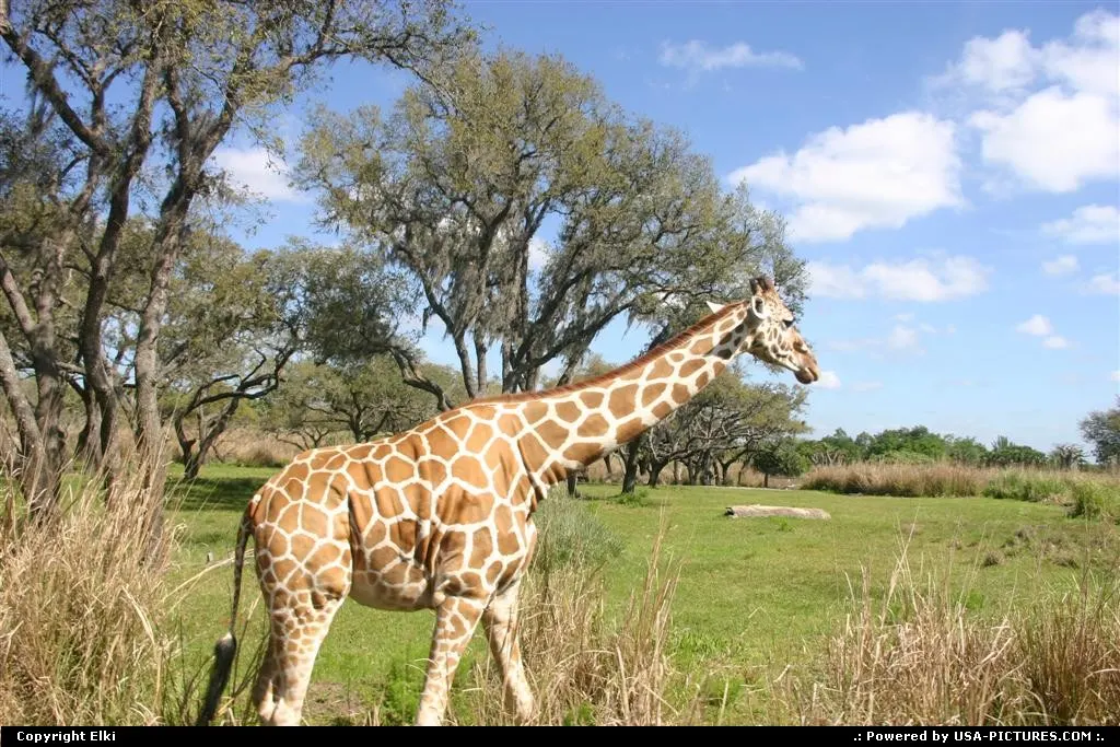 A girafe, Animal Kingdom (Disney)