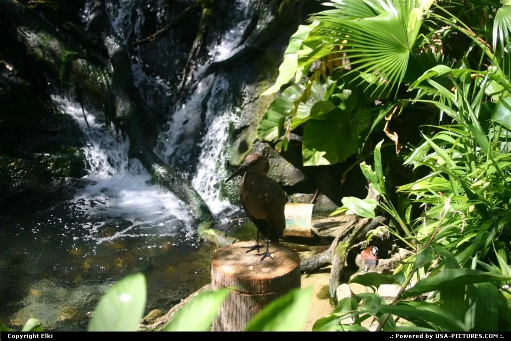 Animal Kingdom (Disney)