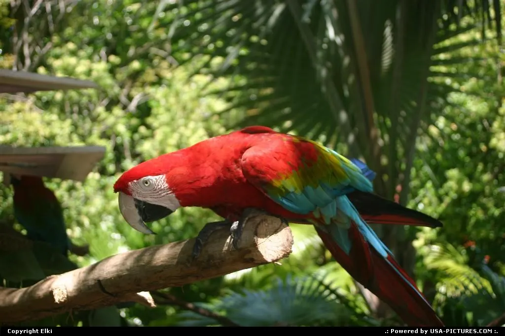 A parrot, Animal Kingdom (Disney)