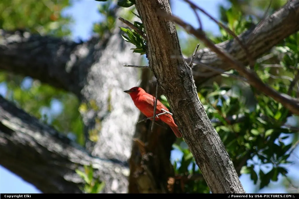 Red Bird within the Park
