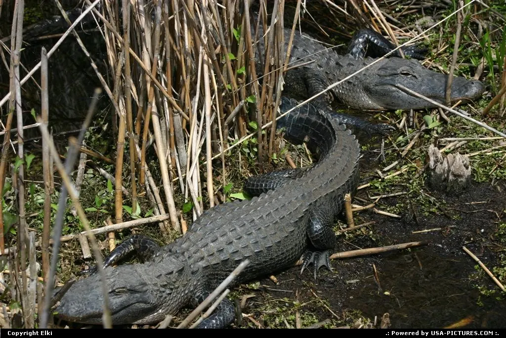 Wild gator