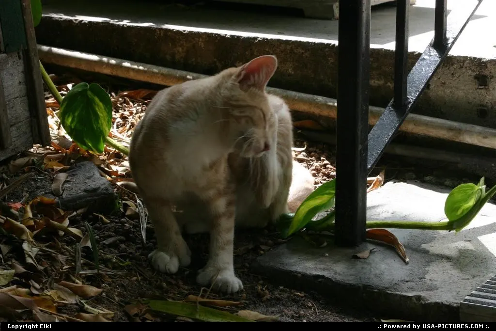 An Hemingway's cat - Can you spot the difference?