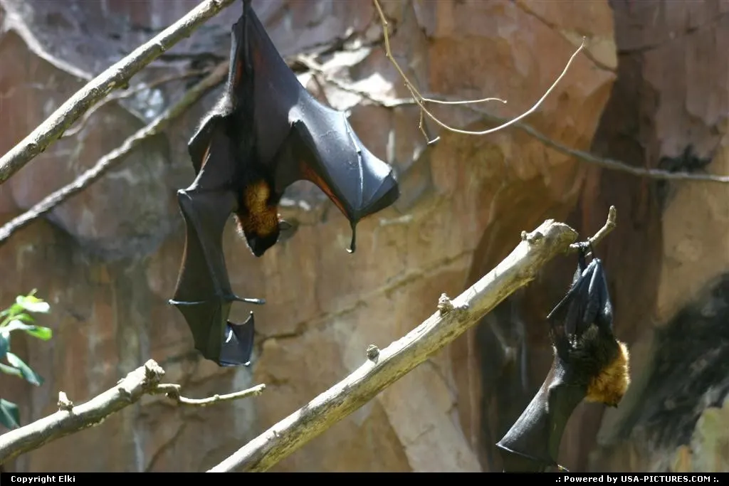 Amazing bat at Disney Animal Kingdom