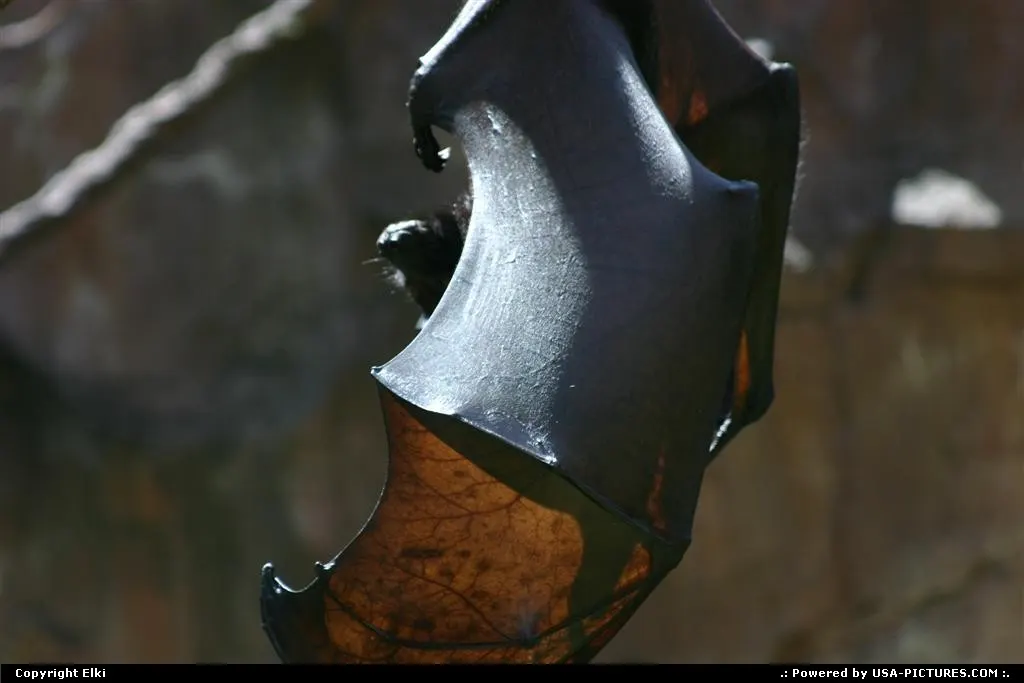 Amazing bat at Disney Animal Kingdom
