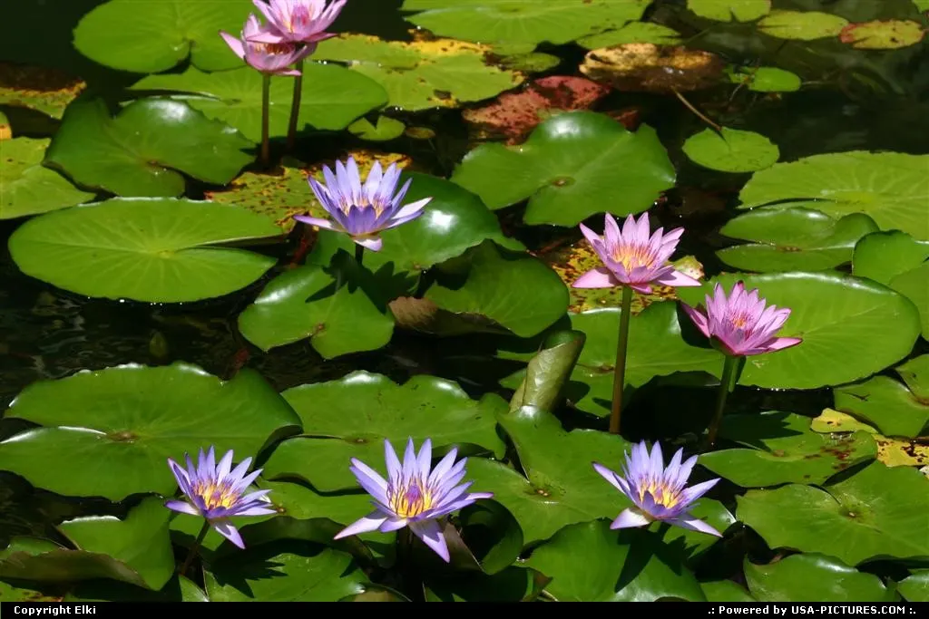 Amazing water lily at Universal!