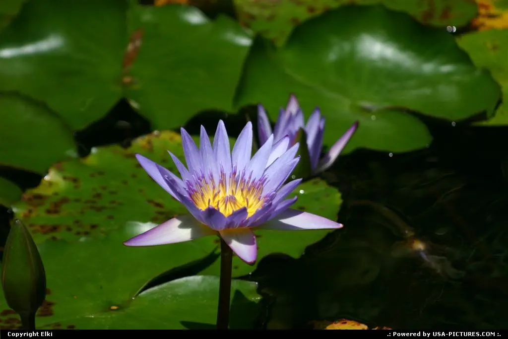 Amazing water lily at Universal!
