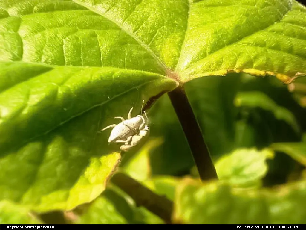 Fort Lauderdale Florida bugs