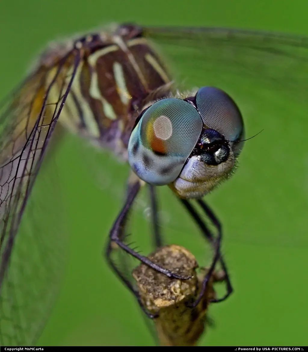 A Blue Dasher dragonfly. Native to Florida.(that's what the internet said)