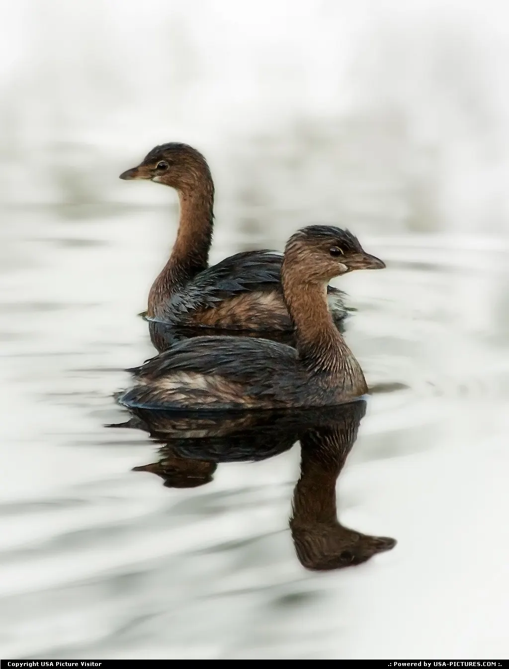 Two shy pied-billed grebes