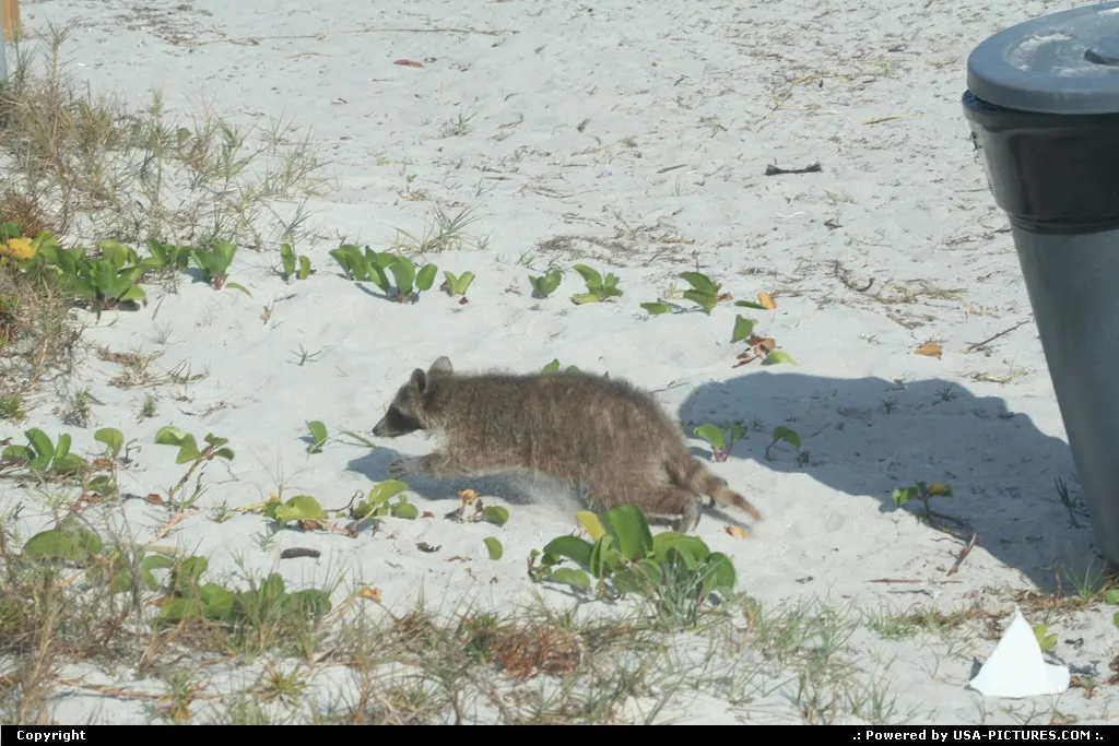 Raton scrubbers, interesting with trash on the beach