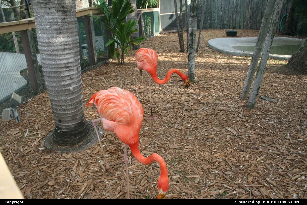 Pink flamingo @miami seaquarium