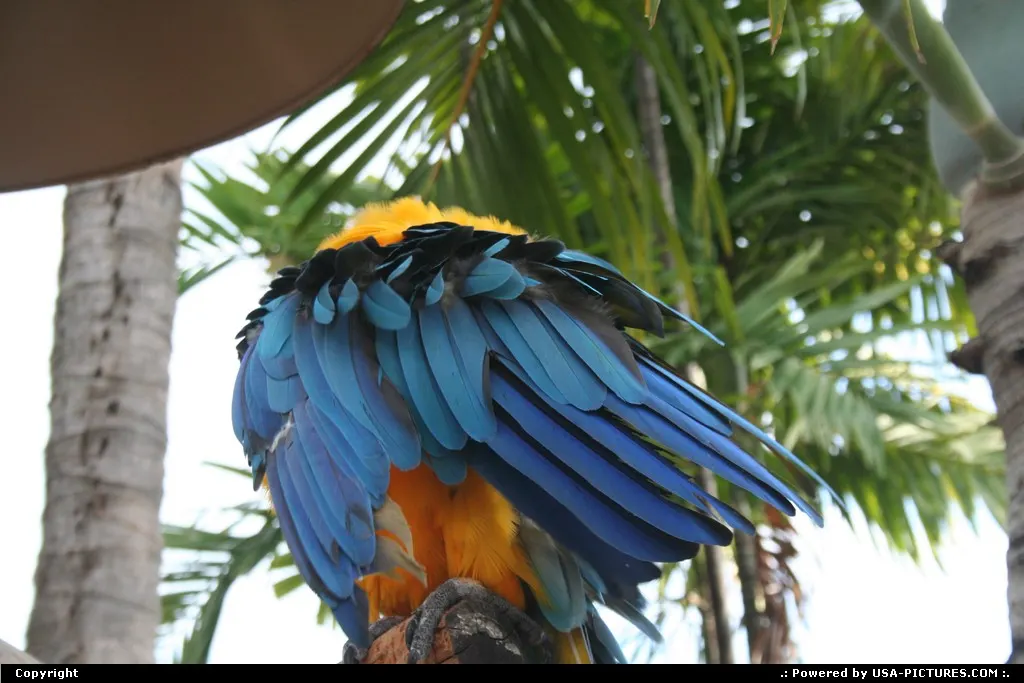 Miami seaquarium parrot